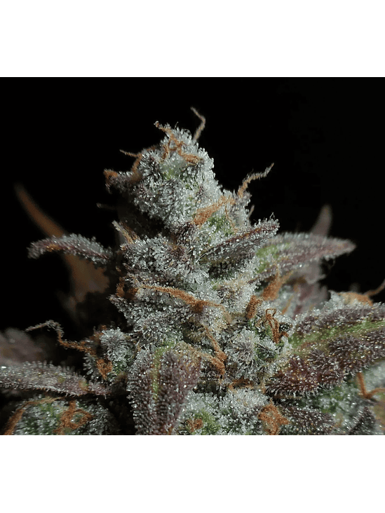 Lemon Ak Auto -Fast Buds (X5/X3/X1) 7