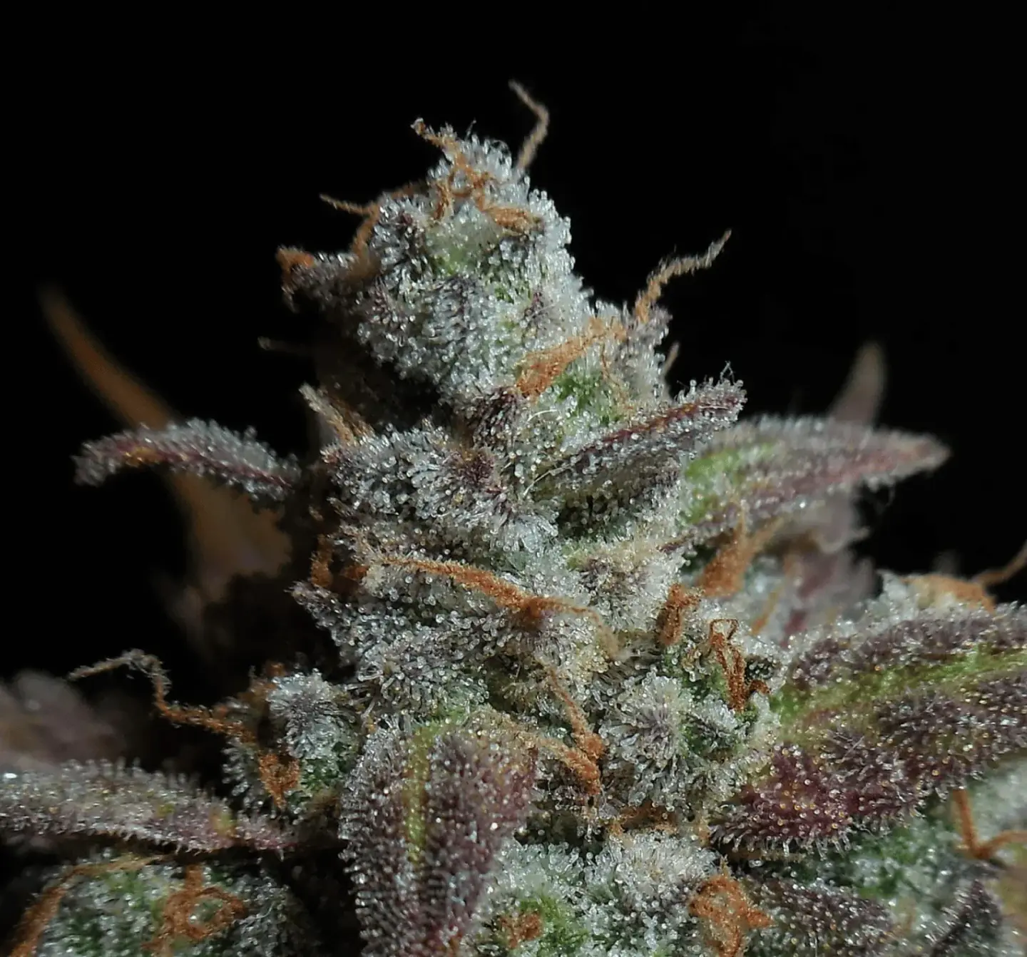 Lemon Ak Auto -Fast Buds (X5/X3/X1) 7