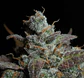 Lemon Ak Auto -Fast Buds (X5/X3/X1) - Miniatura 7