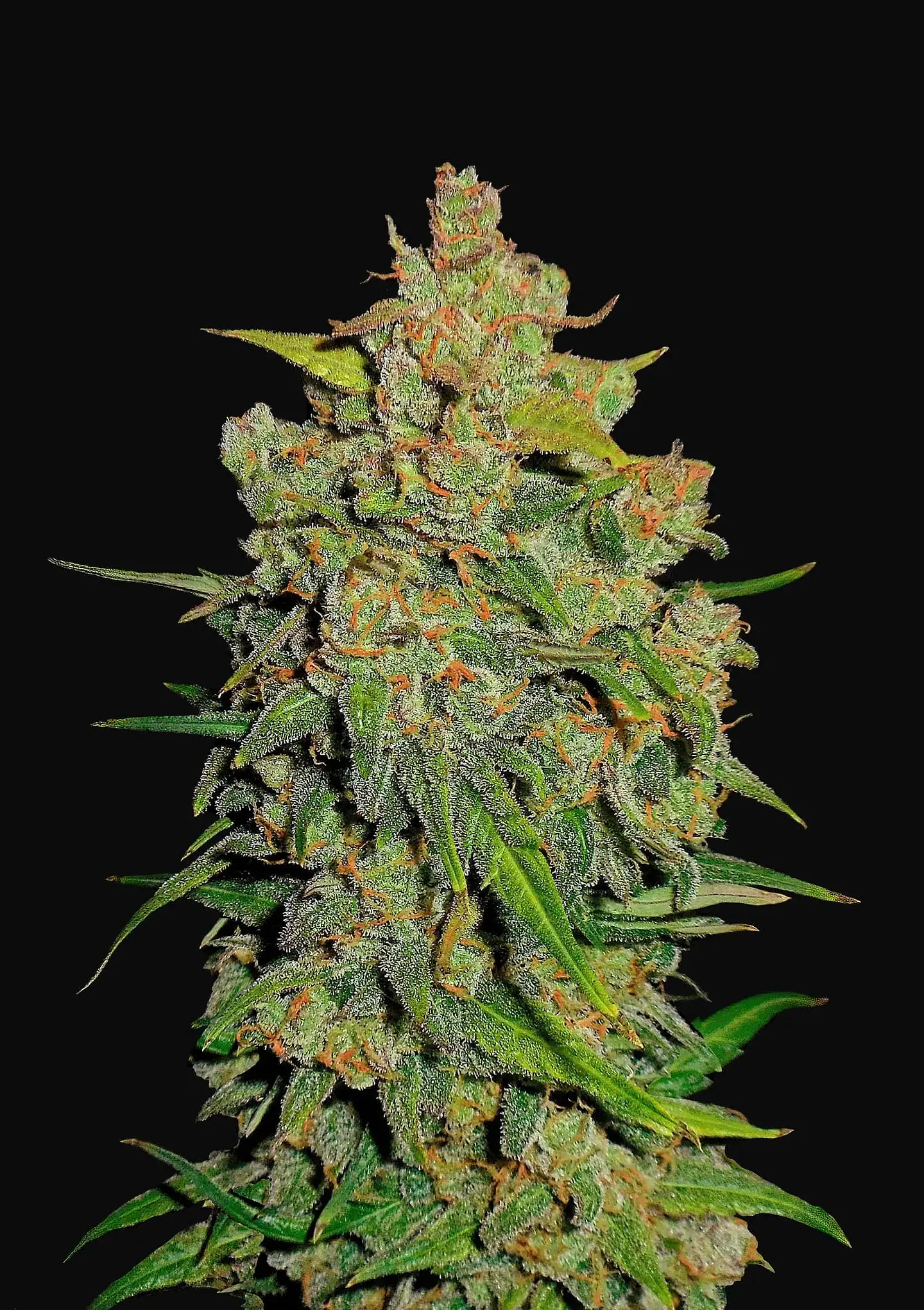 Lemon Ak Auto -Fast Buds (X5/X3/X1) 4