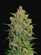 Lemon Ak Auto -Fast Buds (X5/X3/X1) - Miniatura 4