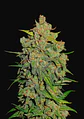 Lemon Ak Auto -Fast Buds (X5/X3/X1) - Miniatura 4