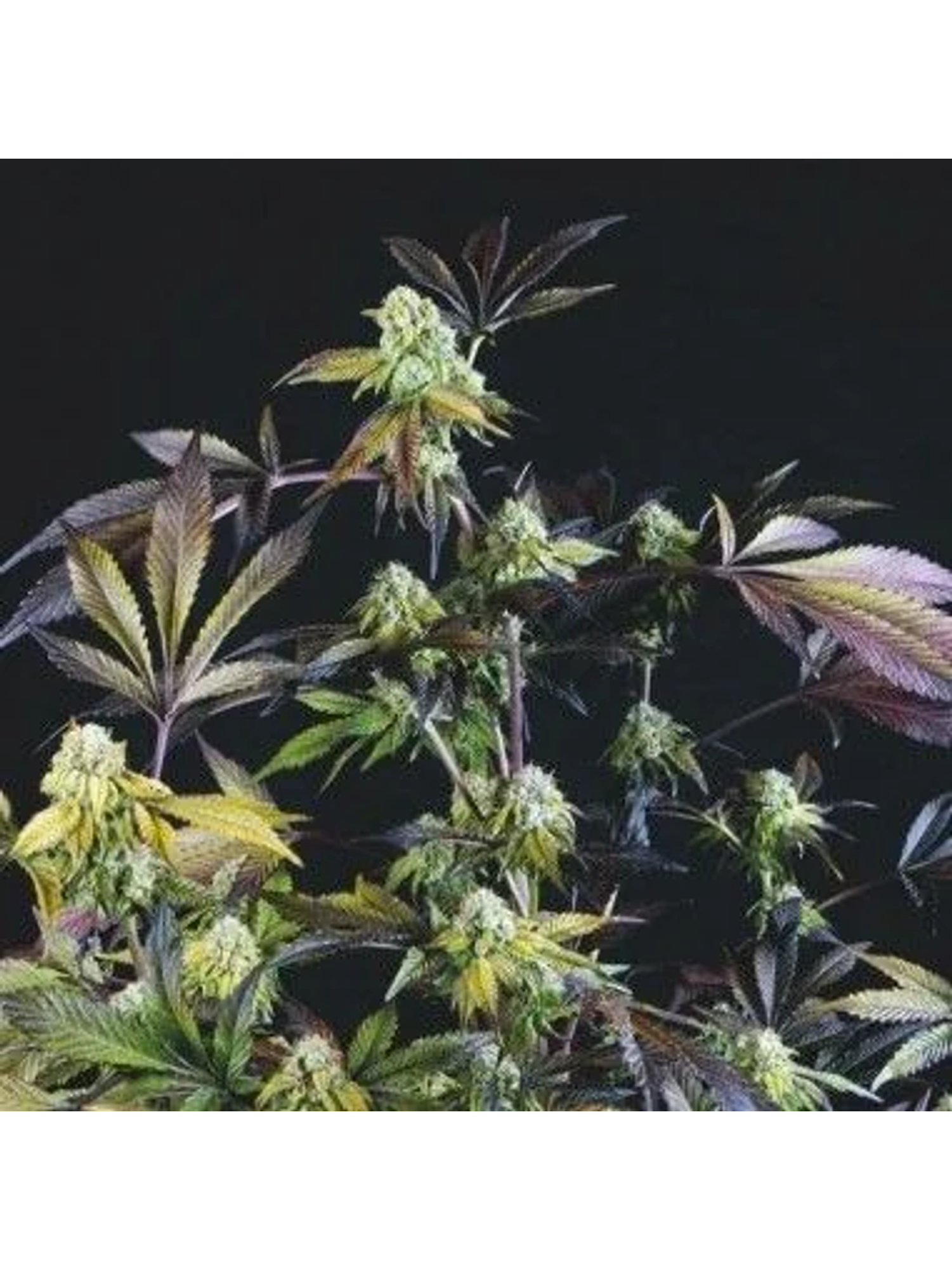 Sunset Sherbet Fem -Pyramid Seeds (X5+2/X3+1) 2