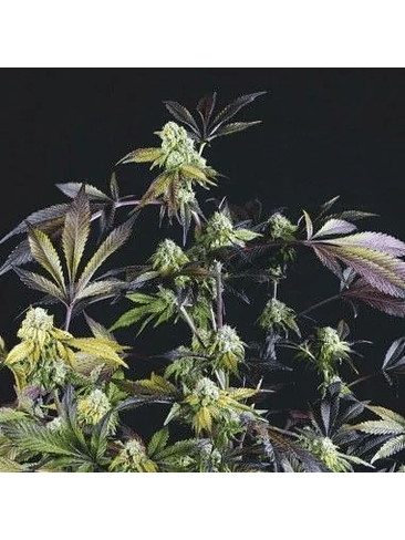 Sunset Sherbet Fem -Pyramid Seeds (X5+2/X3+1) 2