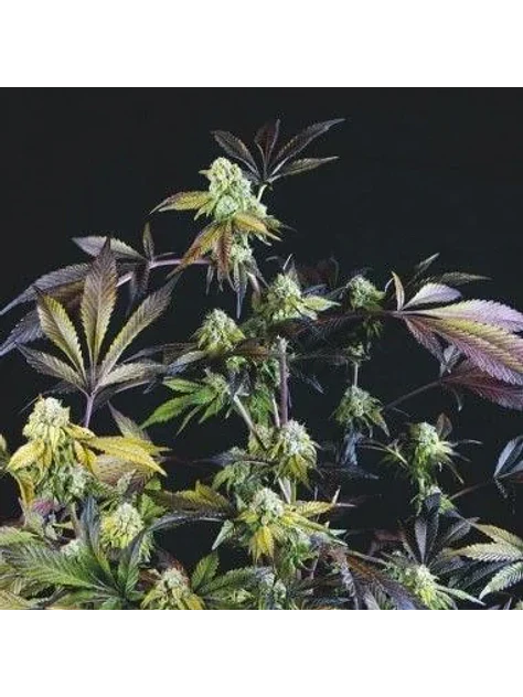 Sunset Sherbet Fem -Pyramid Seeds (X5+2/X3+1) 2