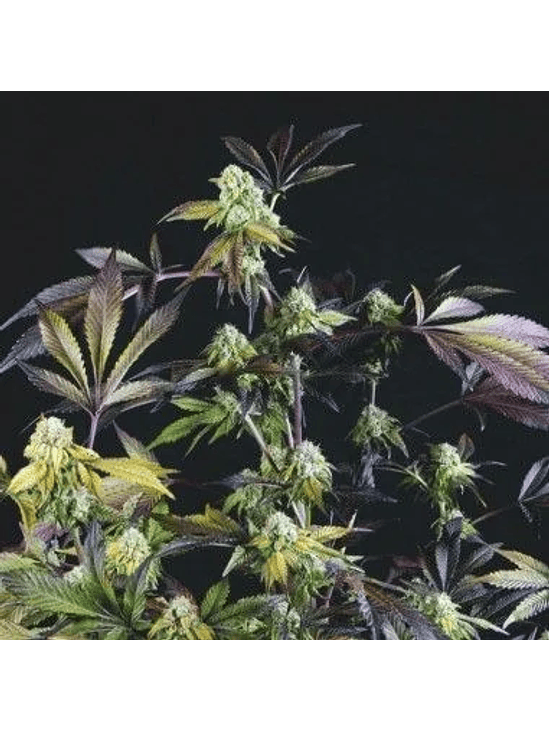 Sunset Sherbet Fem -Pyramid Seeds (X5+2/X3+1) 2