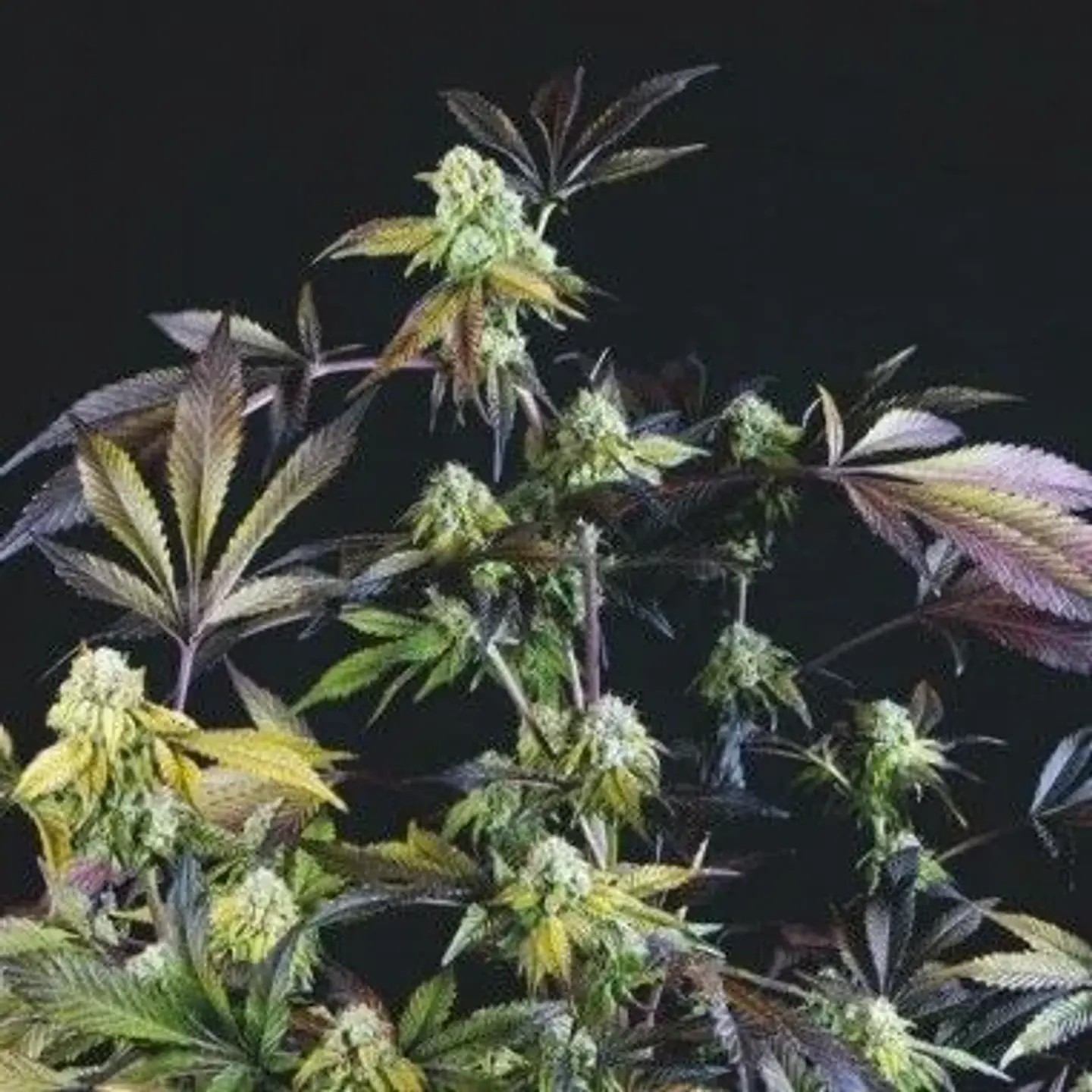 Sunset Sherbet Fem -Pyramid Seeds (X5+2/X3+1) 2