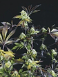 Sunset Sherbet Fem -Pyramid Seeds (X5+2/X3+1) - Miniatura 2