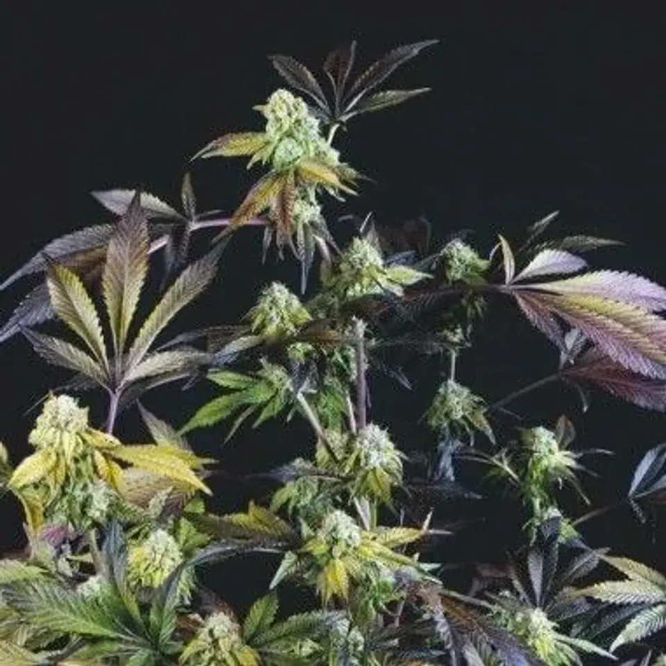 Sunset Sherbet Fem -Pyramid Seeds (X5+2/X3+1) 2