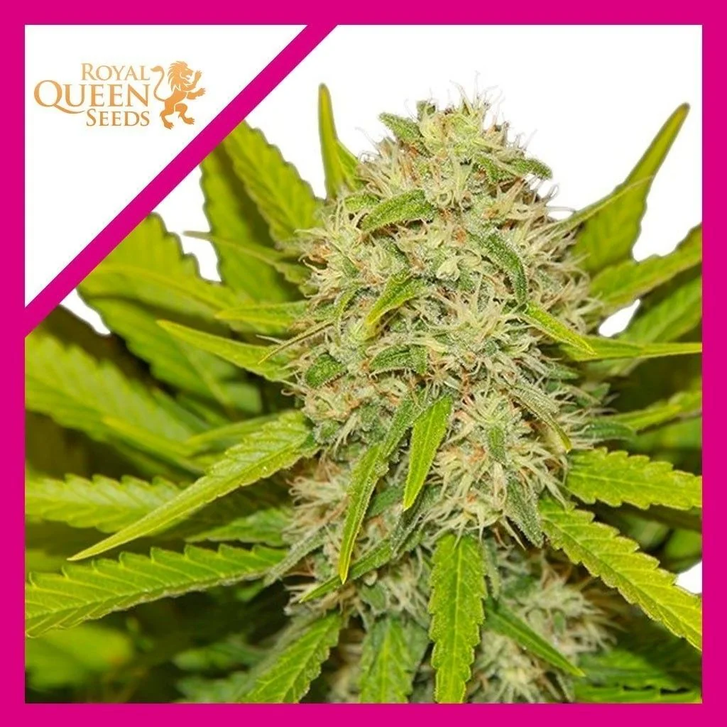 Skunk Xl Fem -Royal Queen Seeds (X100/X10/X3/X1) 5