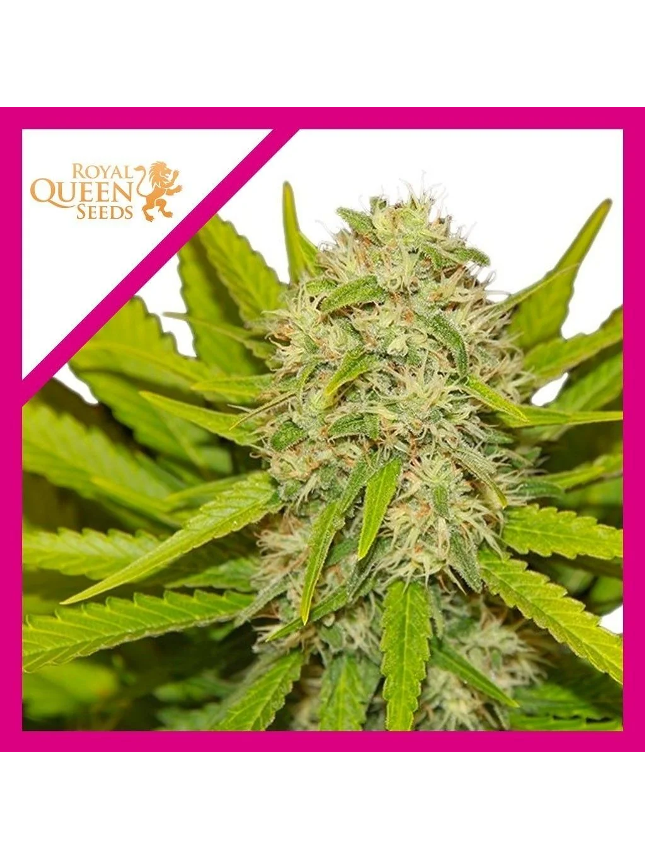 Skunk Xl Fem -Royal Queen Seeds (X100/X10/X3/X1) 5
