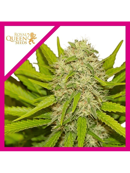 Skunk Xl Fem X100-Royal Queen Seeds 4