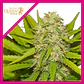 Skunk Xl Fem -Royal Queen Seeds (X100/X10/X3/X1) - Miniatura 5