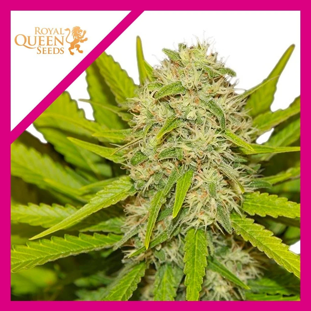 Skunk Xl Fem -Royal Queen Seeds (X100/X10/X3/X1) 2