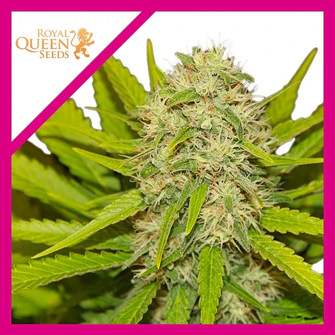 Skunk Xl Fem -Royal Queen Seeds (X100/X10/X3/X1)