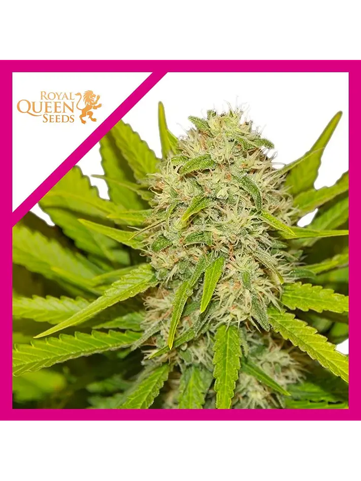Skunk Xl Fem -Royal Queen Seeds (X100/X10/X3/X1) 2