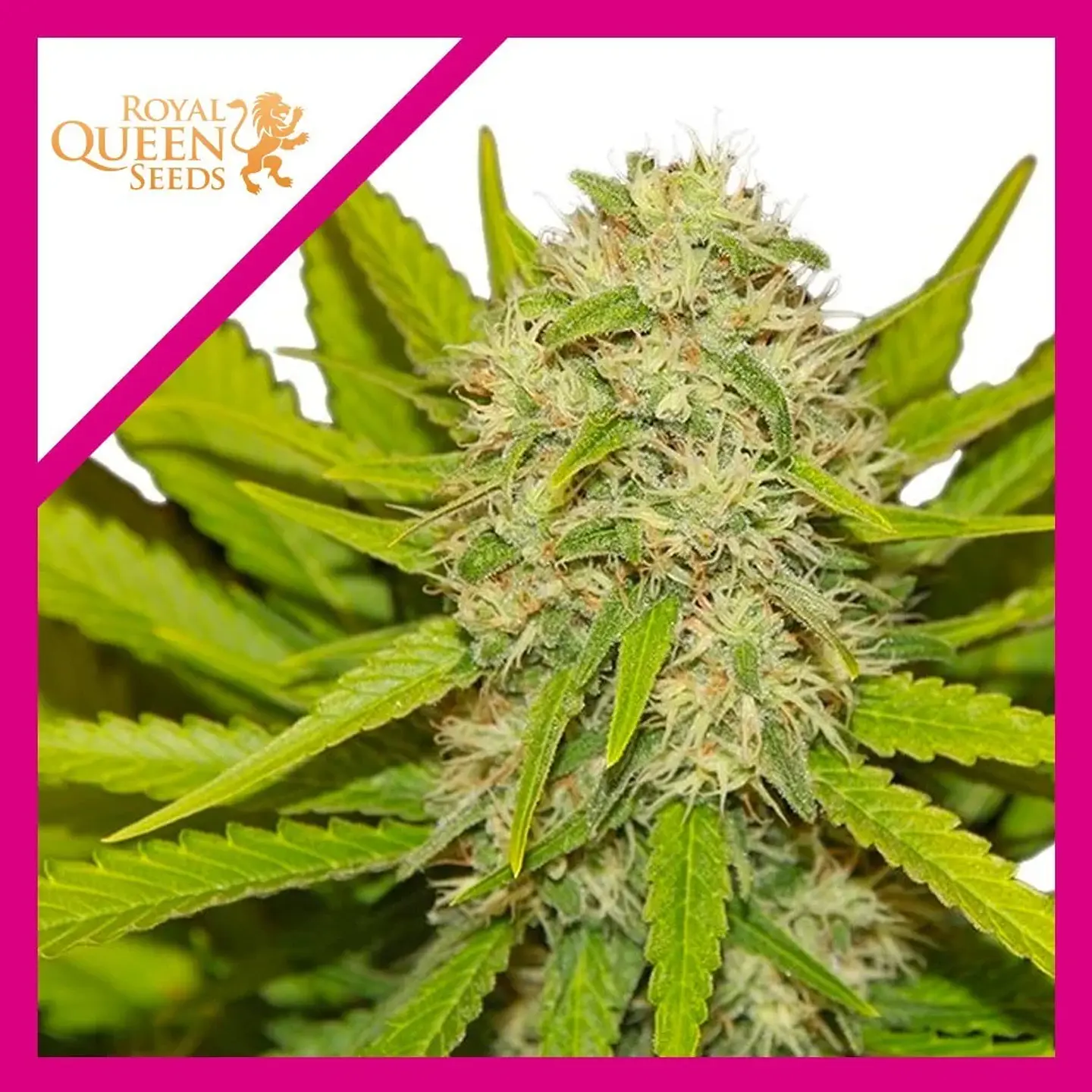 Skunk Xl Fem -Royal Queen Seeds (X100/X10/X3/X1) 2