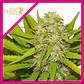Skunk Xl Fem -Royal Queen Seeds (X100/X10/X3/X1) - Miniatura 2