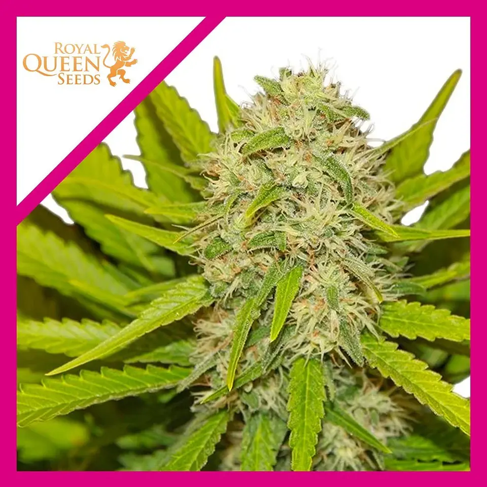 Skunk Xl Fem -Royal Queen Seeds (X100/X10/X3/X1) 2