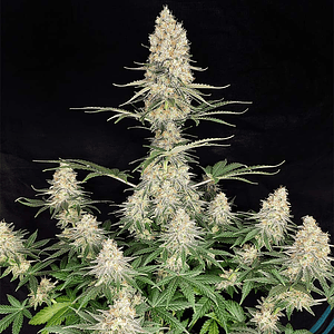 QUASAR FEM X3+1-BUDDHA SEEDS