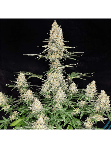 QUASAR FEM X3+1-BUDDHA SEEDS 1