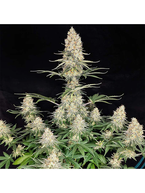 QUASAR FEM X3+1-BUDDHA SEEDS 1