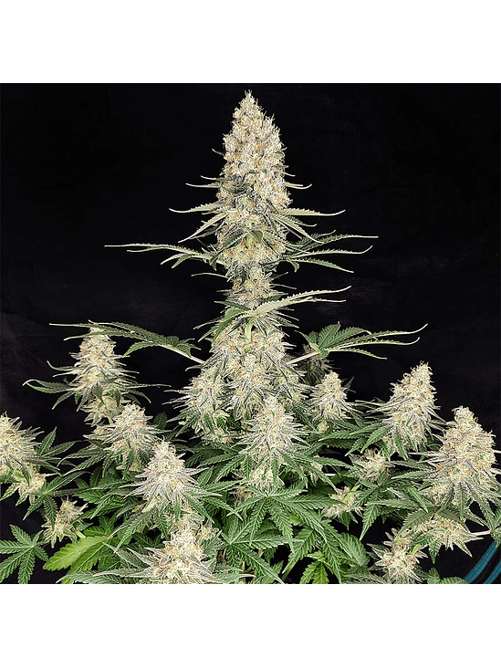 QUASAR FEM X3+1-BUDDHA SEEDS 1