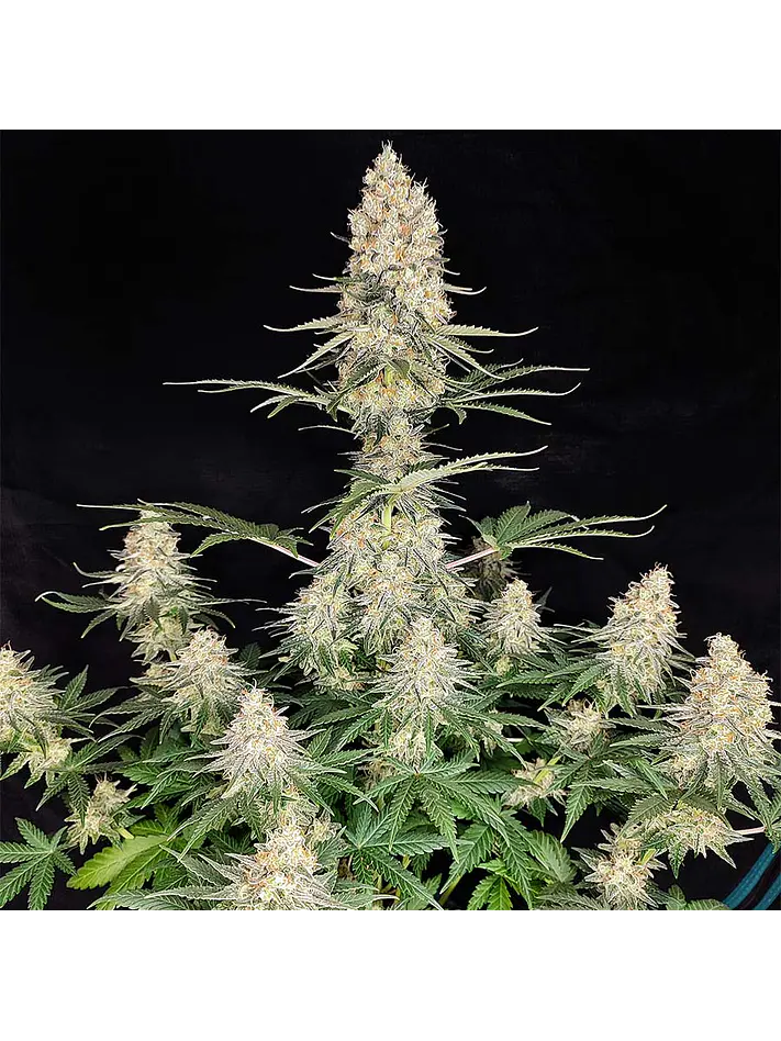 QUASAR FEM X3+1-BUDDHA SEEDS 1