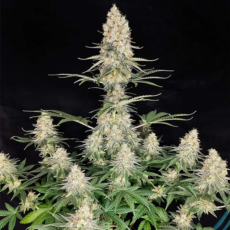 QUASAR FEM X3+1-BUDDHA SEEDS 1