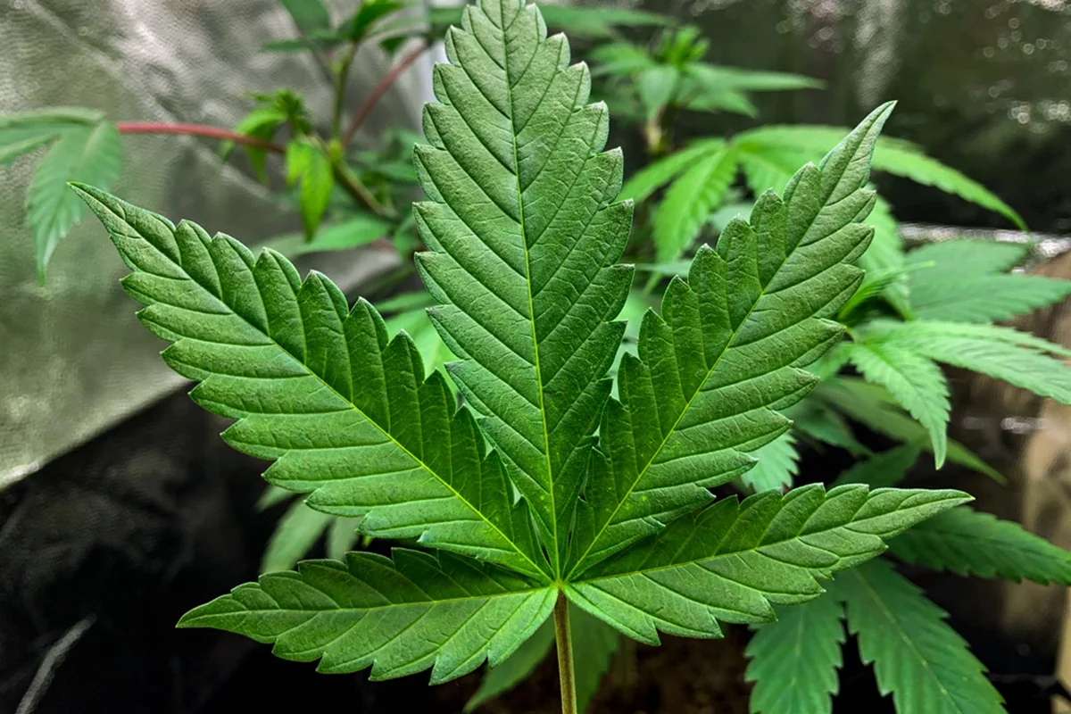 Cómo Descarboxilar Marihuana