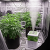 Humidificador para cultivo indoor: ¿Cómo optimizar el crecimiento de tus plantas?