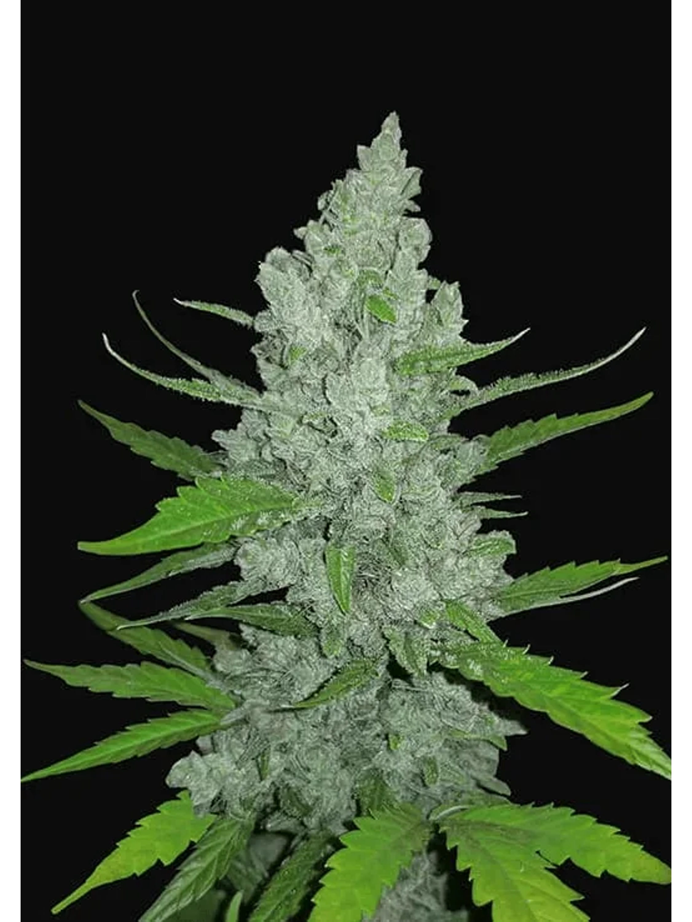 Original Sour Diesel Auto -Fast Buds (X3/X1) 2