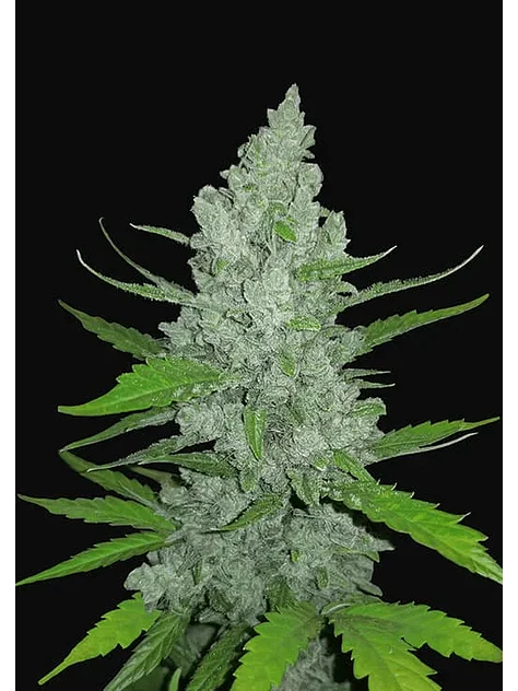 Original Sour Diesel Auto -Fast Buds (X3/X1) 2
