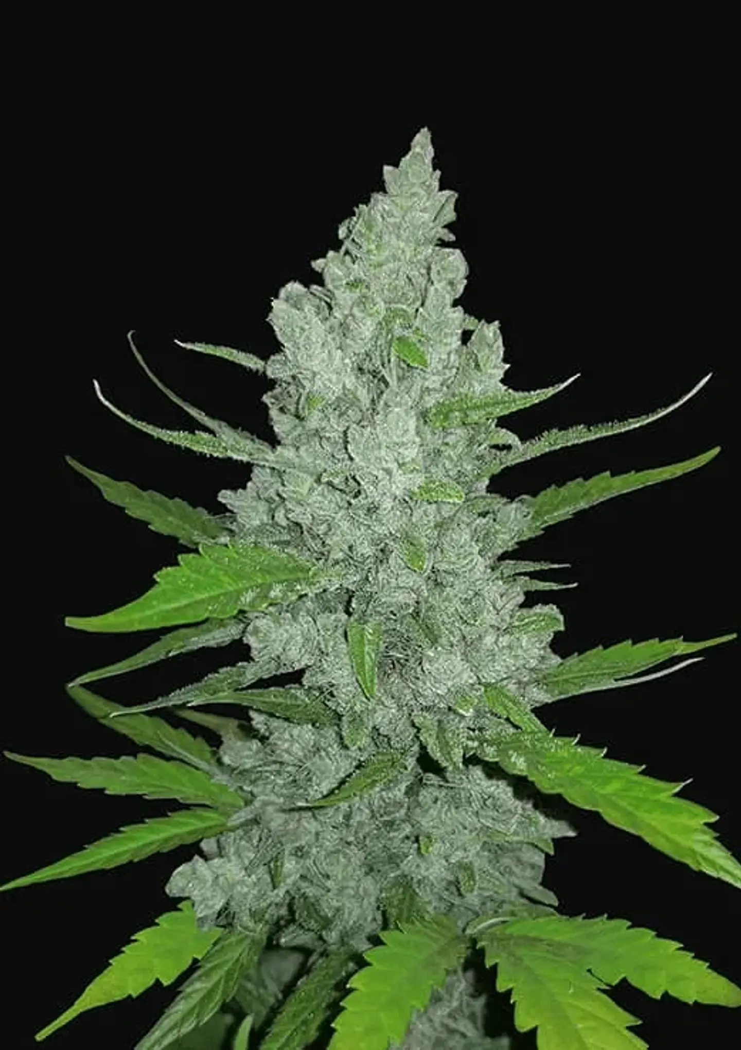 Original Sour Diesel Auto -Fast Buds (X3/X1) 2