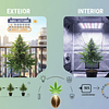 Semillas Automáticas: ¿Qué son y cuándo cultivarlas?