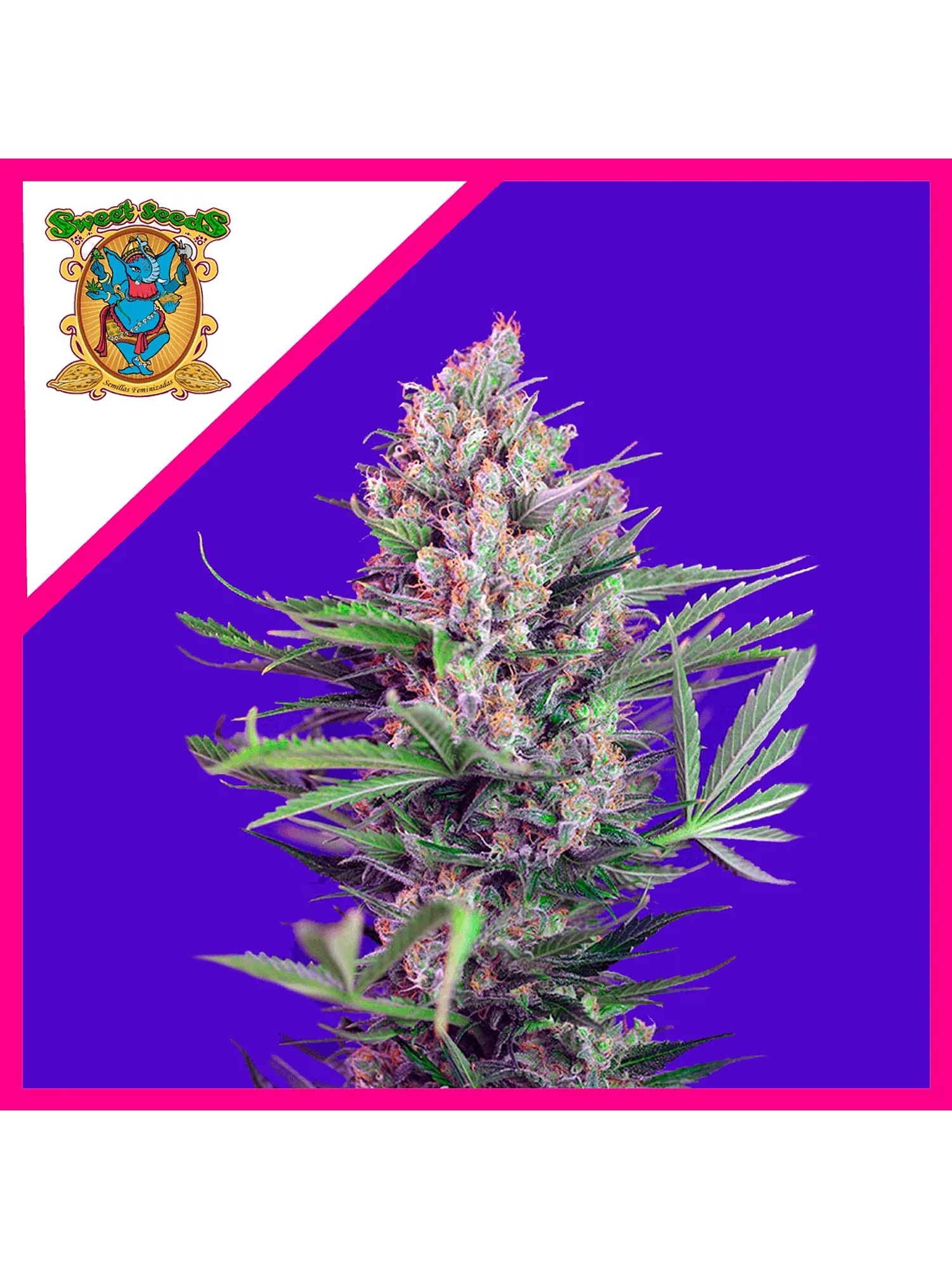 Cream Mandarine F1 Fem (x3+1 / x25 / X100)-Sweet Seeds 3