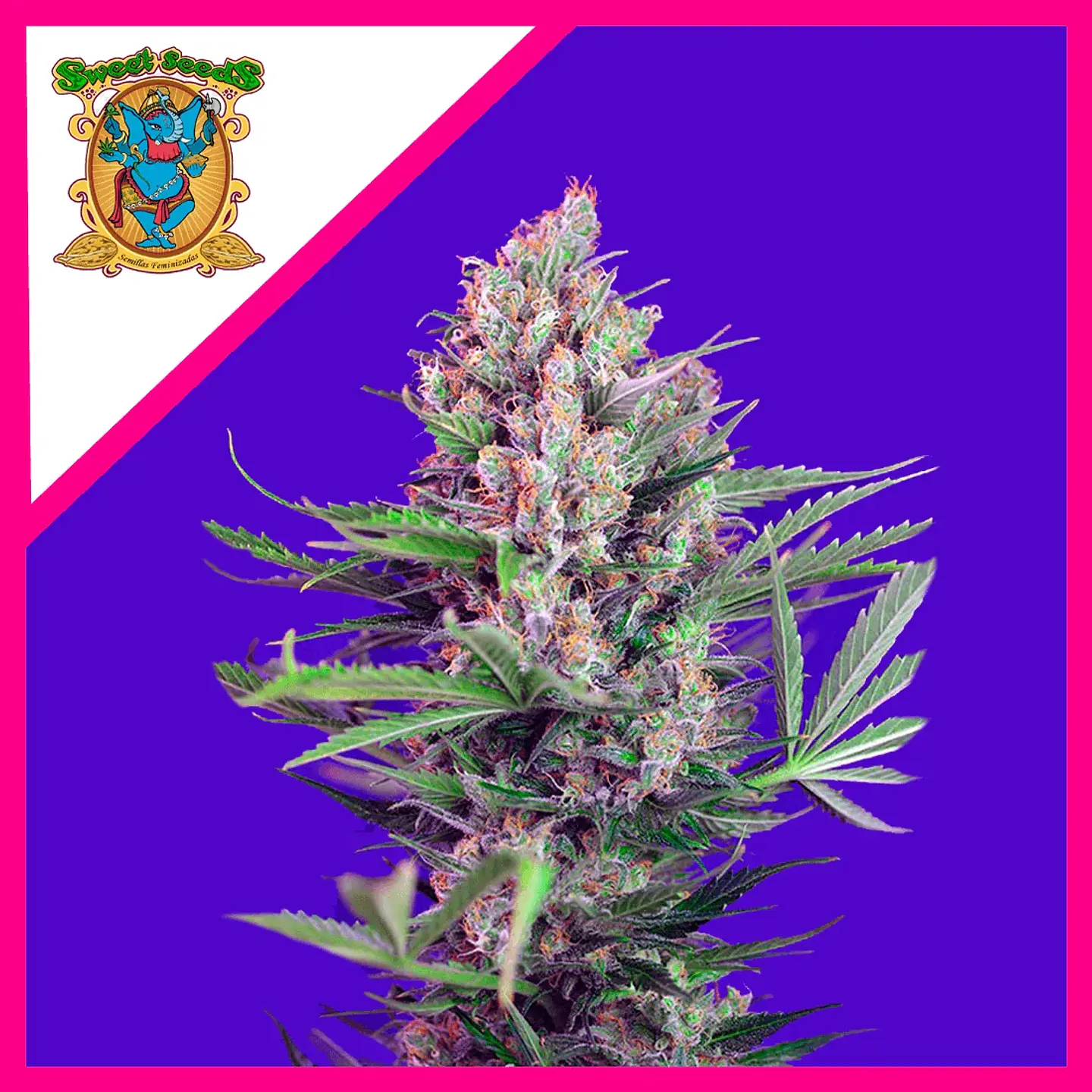 Cream Mandarine F1 Fem (x3+1 / x25 / X100)-Sweet Seeds 3