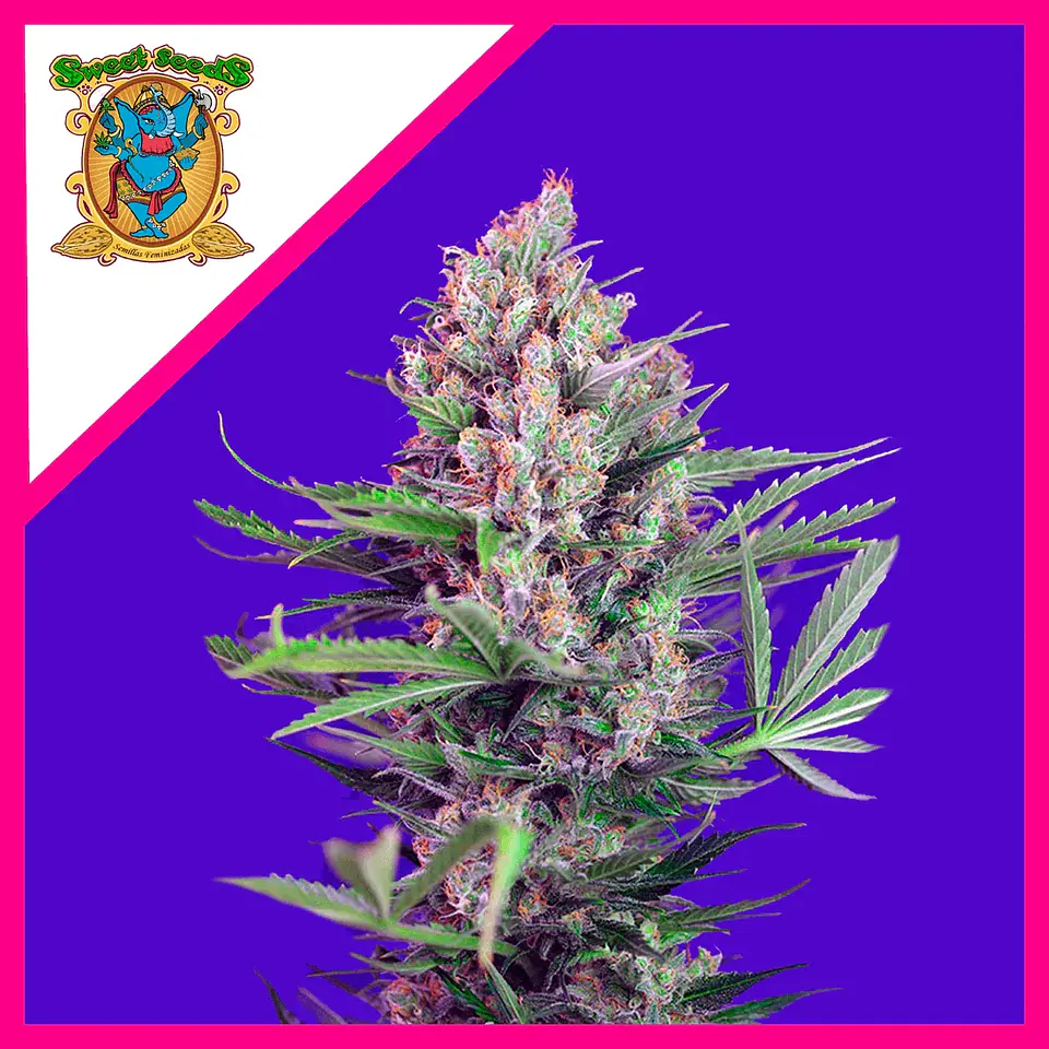 Cream Mandarine F1 Fem (x3+1 / x25 / X100)-Sweet Seeds 3