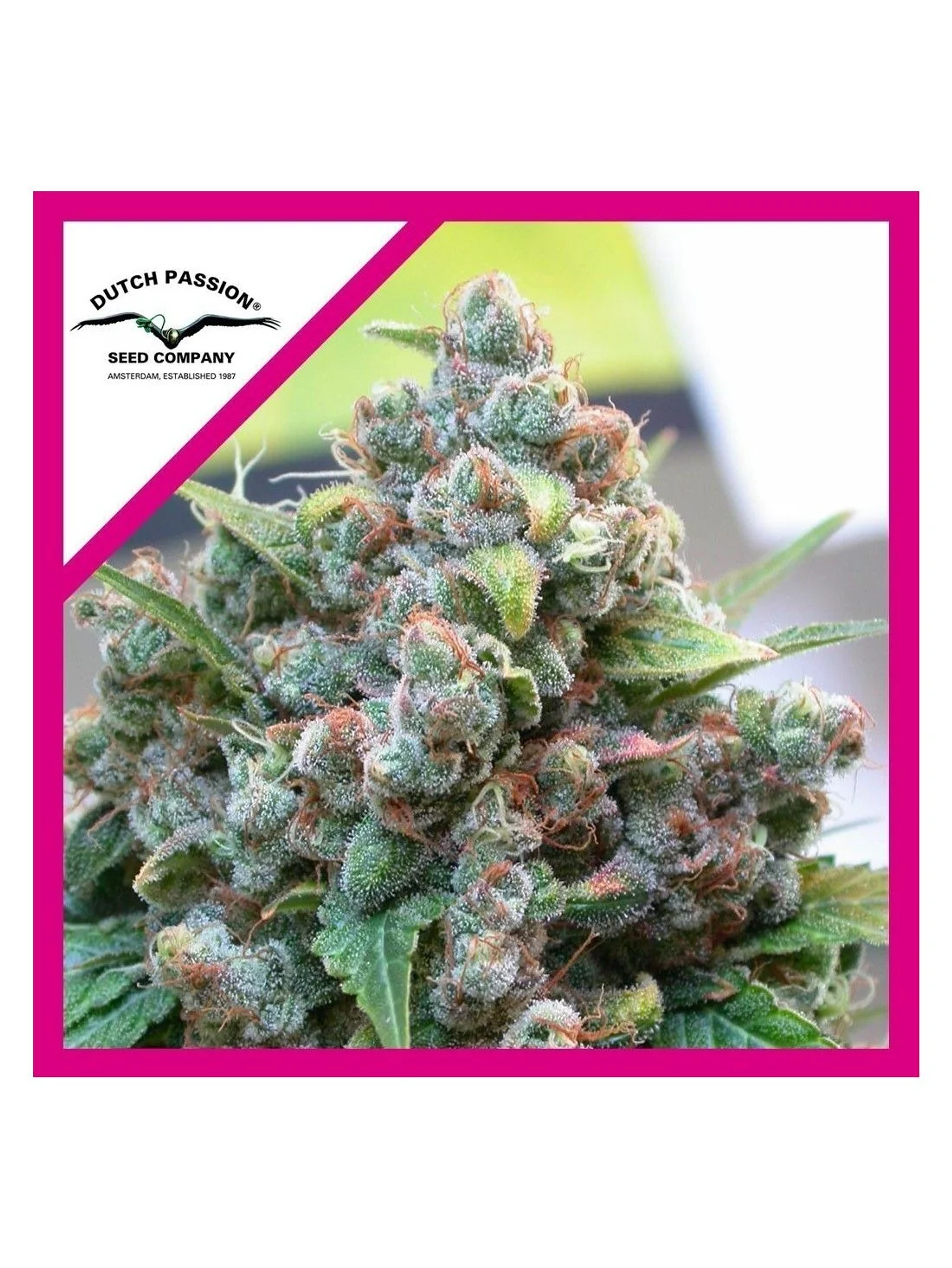 White Widow Fem -Dutch Passion (X100/X3/X3+1) 2