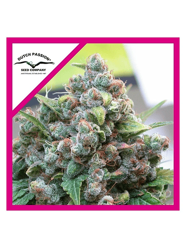 White Widow Fem (X3+1 / X100)-Dutch Passion 2