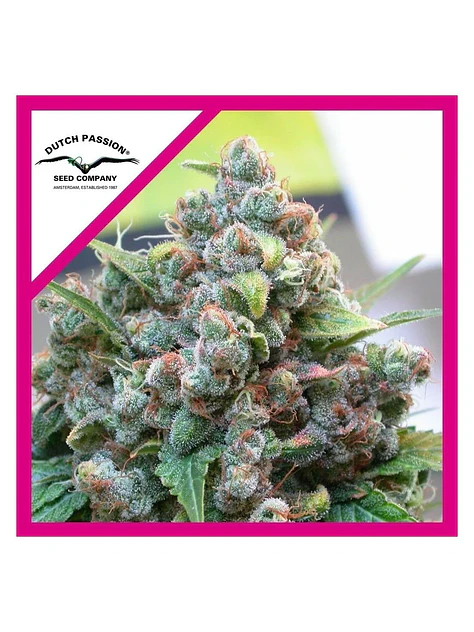 White Widow Fem -Dutch Passion (X100/X3+1) 2