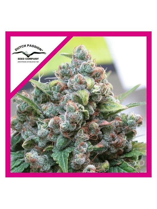 White Widow Fem (X3+1 / X100)-Dutch Passion 2