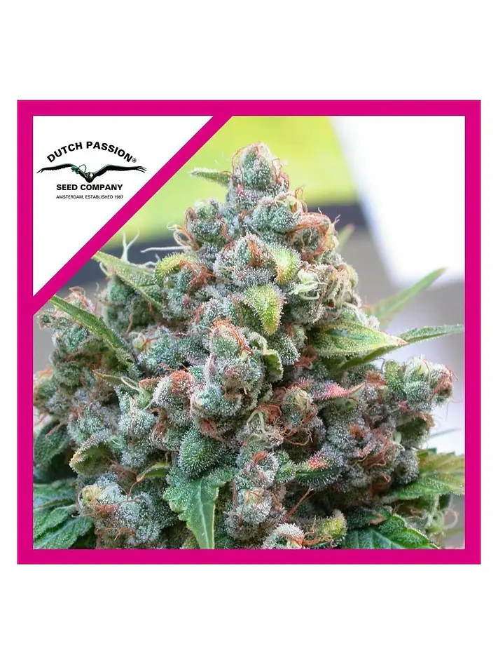 White Widow Fem -Dutch Passion (X100/X3+1) 2