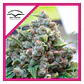 White Widow Fem -Dutch Passion (X100/X3+1) - Miniatura 2