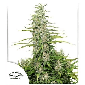 C-Vibez Fem (X3 / X3+1)-Dutch Passion