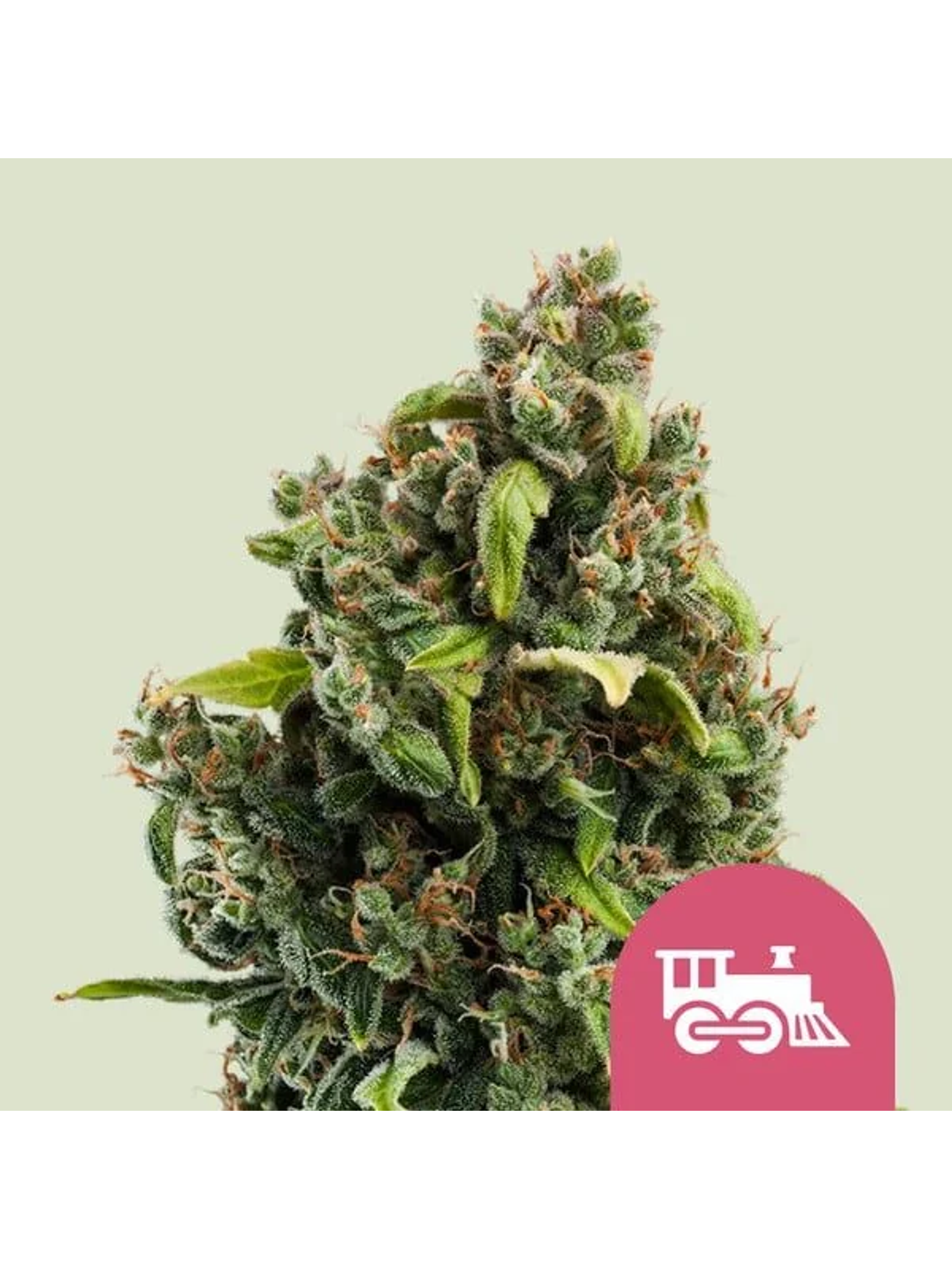 Candy Kush Express Fast Fem -Royal Queen (X100/X10/X3/X1) 2