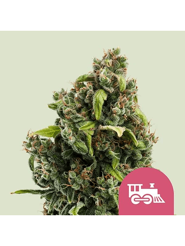 Candy Kush Express Fast Fem -Royal Queen (X100/X10/X3/X1) 2