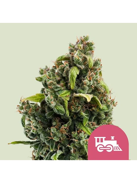 Candy Kush Express Fast Fem -Royal Queen (X100/X10/X3/X1) 2