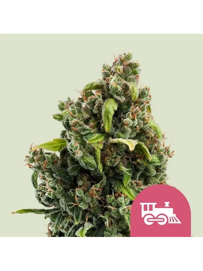 Candy Kush Express Fast Fem -Royal Queen (X100/X10/X3/X1) 2
