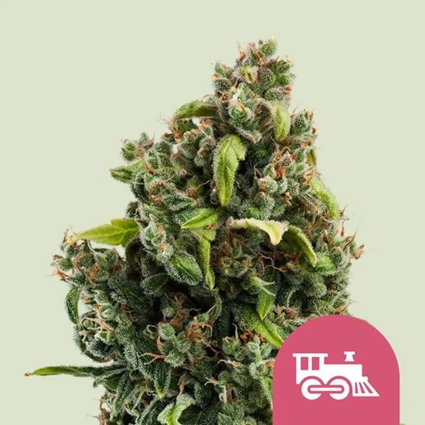 Candy Kush Express Fast Fem -Royal Queen (X100/X10/X3/X1) 2